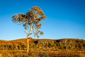 Picture of Karijini National Park, The Pilbara, Western Australia, Australia