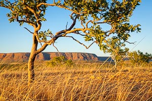 Pictures of Grasslands