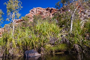 Picture of Bell Gorge, Kimberley, Western Australia, Australia
