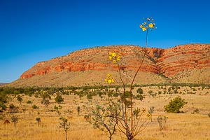 Picture of Mornington Station, Kimberley, Western Australia, Australia