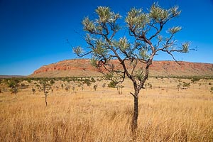 Picture of Mornington Station, Kimberley, Western Australia, Australia