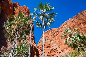 Picture of Purnululu National Park, Kimberley, Western Australia, Australia