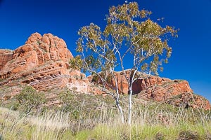 Picture of Purnululu National Park, Kimberley, Western Australia, Australia