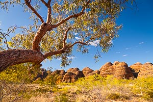 Picture of Purnululu National Park, Kimberley, Western Australia, Australia