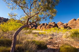 Picture of Purnululu National Park, Kimberley, Western Australia, Australia