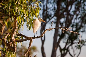 Picture of Kakadu National Park, Arnhem, Northern Territory, Australia
