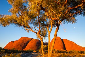 Picture of Uluru Kata Tjuta National Park, Central Australia, Northern Territory, Australia