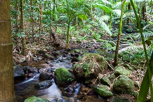 Picture of Mossman, Far North Queensland, Queensland, Australia