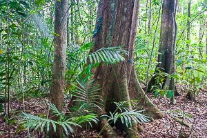 Picture of Mossman, Far North Queensland, Queensland, Australia