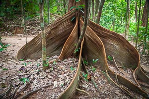 Picture of Mossman, Far North Queensland, Queensland, Australia