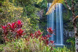 Picture of Atherton Tablelands, Far North Queensland, Queensland, Australia