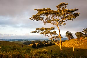 Picture of Atherton Tablelands, Far North Queensland, Queensland, Australia