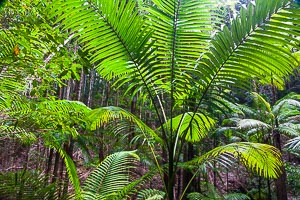 Picture of Kgari Fraser Island National Park, Wide Bay–Burnett, Queensland, Australia