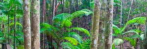 Picture of Kgari Fraser Island National Park, Wide Bay–Burnett, Queensland, Australia