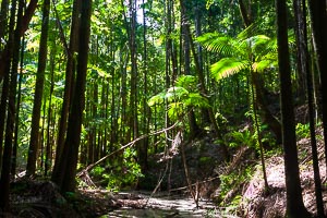 Picture of Kgari Fraser Island National Park, Wide Bay–Burnett, Queensland, Australia