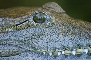 Picture of Sydney, Greater Sydney, New South Wales, Australia