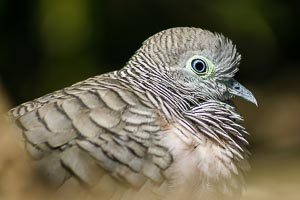 Picture of Sydney, Greater Sydney, New South Wales, Australia