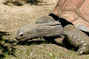 Picture of Sydney, Greater Sydney, New South Wales, Australia