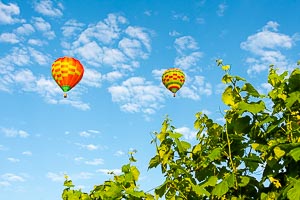 Picture of Hunter Valley, The Hunter, New South Wales, Australia