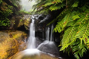 Picture of Leura, Blue Mountains National Park, New South Wales, Australia