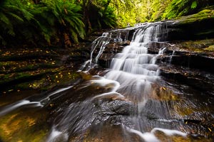 Picture of Leura, Blue Mountains National Park, New South Wales, Australia