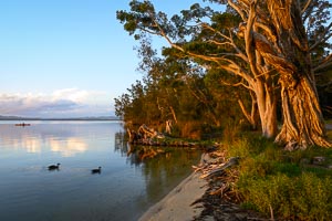 Picture of Myall Lakes National Park, Barrington Coast, New South Wales, Australia