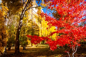 Picture of Bright, The High Country, Victoria, Australia