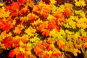 Picture of Bright, The High Country, Victoria, Australia