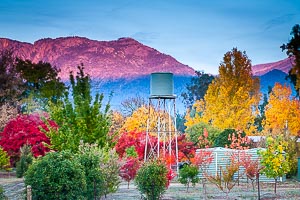 Picture of Bright, The High Country, Victoria, Australia