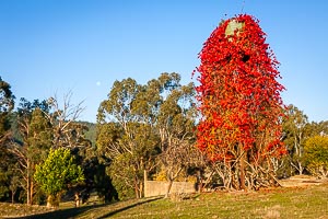 Picture of Bright, The High Country, Victoria, Australia
