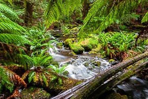 Picture of Franklin Gordon Wild Rivers National Park, West Coast and Wilderness, Tasmania, Australia