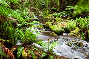 Picture of Franklin Gordon Wild Rivers National Park, West Coast and Wilderness, Tasmania, Australia