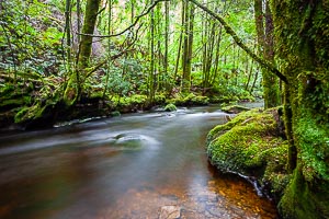 Picture of Franklin Gordon Wild Rivers National Park, West Coast and Wilderness, Tasmania, Australia