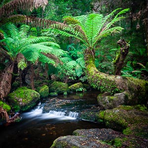 Picture of Mount Field National Park, Derwent Valley, Tasmania, Australia