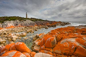 Picture of Mount William National Park, East Coast, Tasmania, Australia