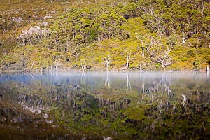 Picture of Cradle Mountain National Park, Davenport and Cradle Mountain, Tasmania, Australia