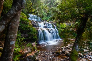 Picture of Liffey Falls, Davenport and Cradle Mountain, Tasmania, Australia