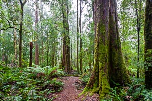 Picture of Tarkine, North West, Tasmania, Australia