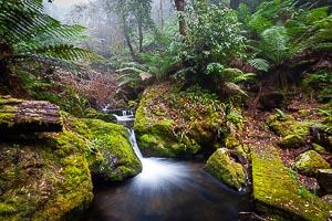 Picture of Barrington Tops National Park, Barrington Coast, New South Wales, Australia