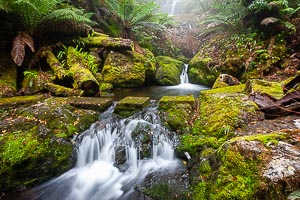 Picture of Barrington Tops National Park, Barrington Coast, New South Wales, Australia