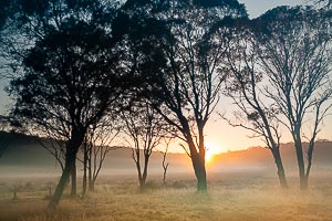 Picture of Barrington Tops National Park, Barrington Coast, New South Wales, Australia