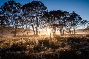 Picture of Barrington Tops National Park, Barrington Coast, New South Wales, Australia