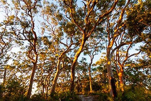 Picture of Wyrrabalong National Park, Central Coast, New South Wales, Australia