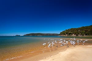 Picture of Patonga, Central Coast, New South Wales, Australia