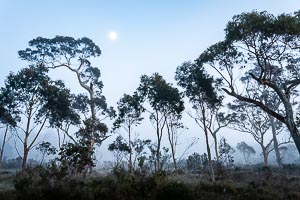Picture of Morton National Park, Southern Highlands, New South Wales, Australia