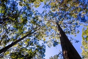 Picture of Barrington Tops National Park, Barrington Coast, New South Wales, Australia