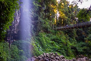 Picture of Dorrigo National Park, New England Tablelands, New South Wales, Australia