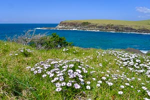 Pictures of Wildflowers