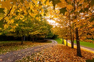 Picture of Matcham, Central Coast, New South Wales, Australia