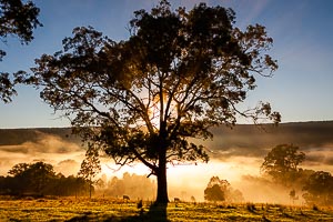 Picture of Wangat, Mid North Coast, New South Wales, Australia